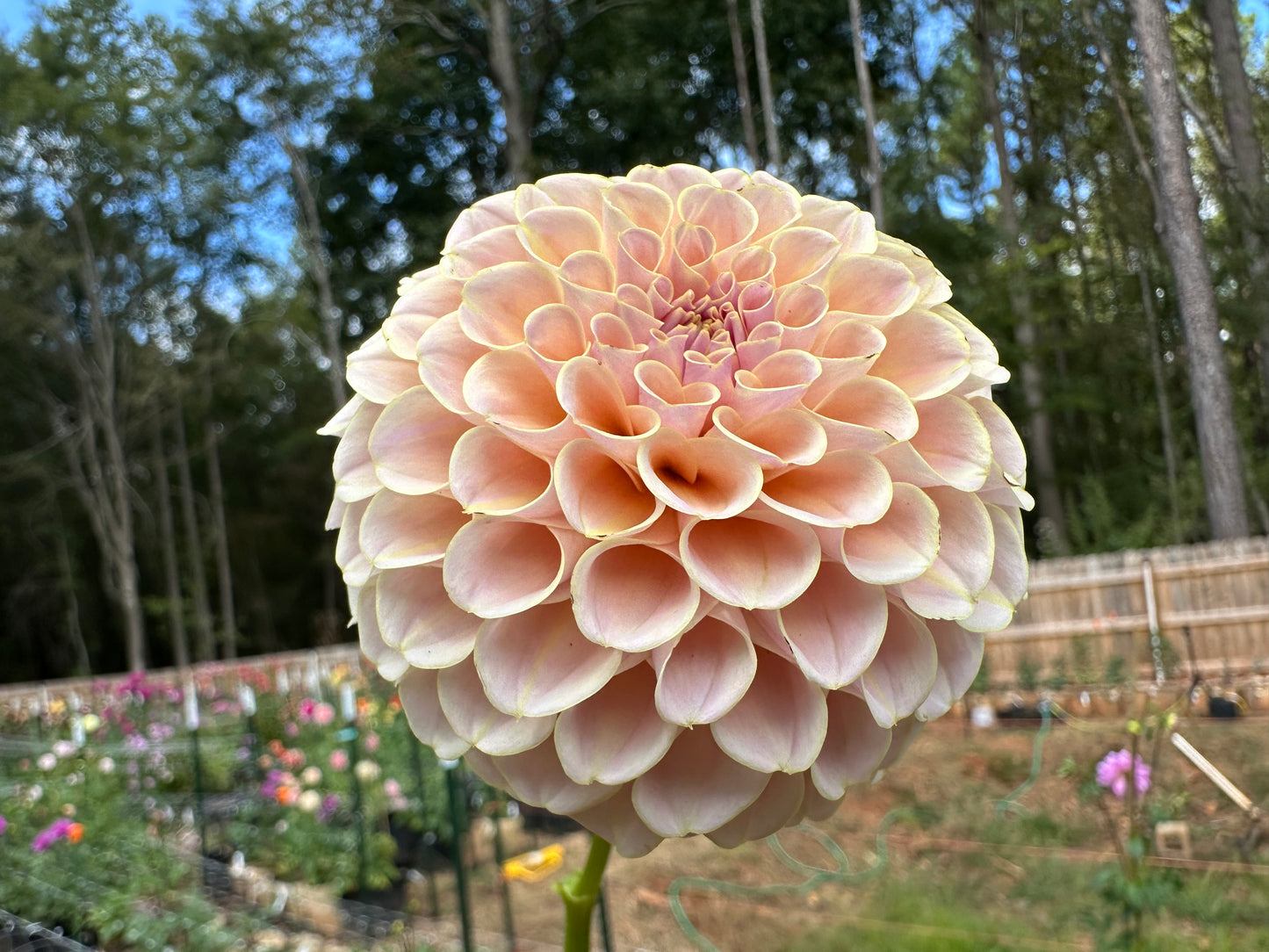 KA's® Cinder Rose