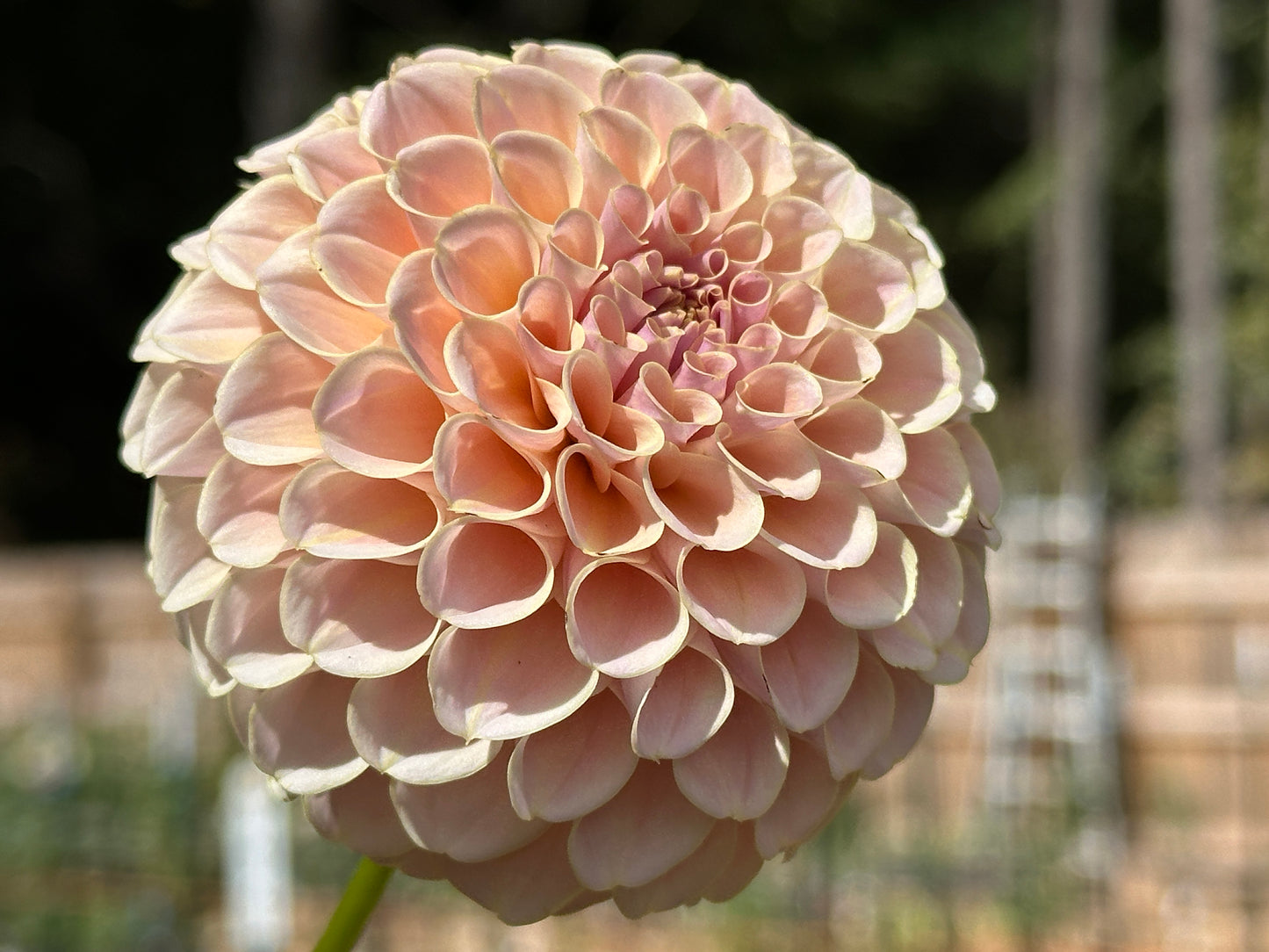 KA's® Cinder Rose