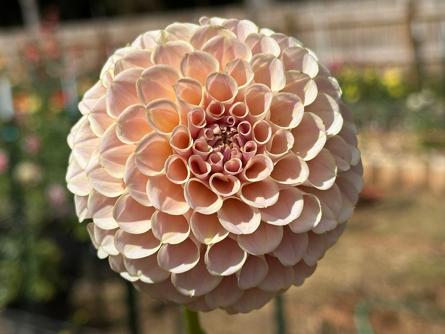 KA's® Cinder Rose