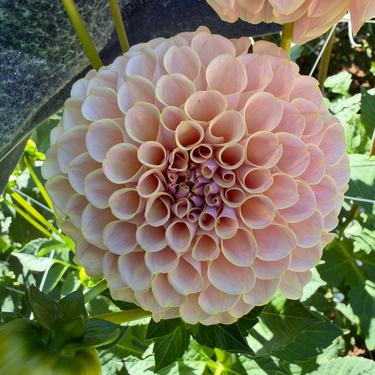 KA's® Cinder Rose