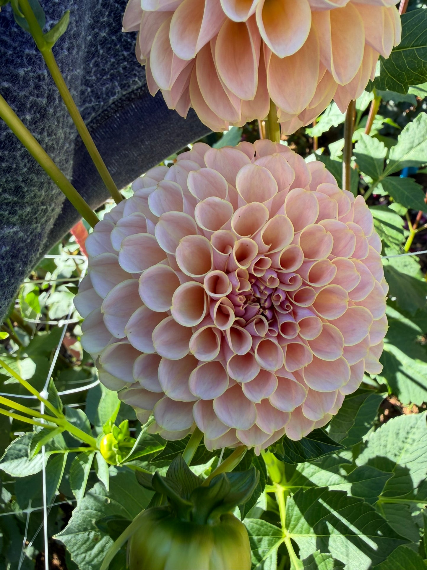 KA's® Cinder Rose