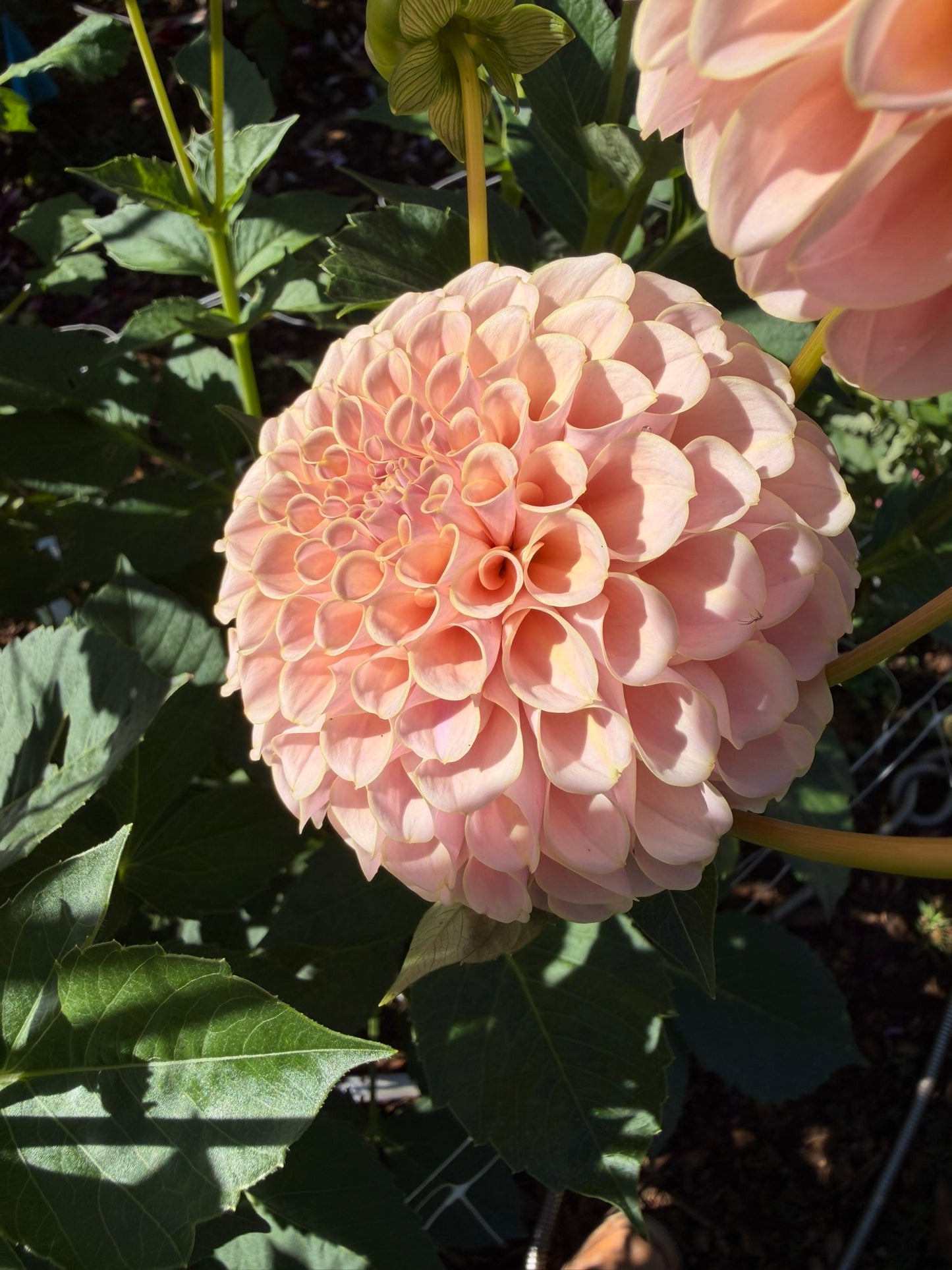 KA's® Cinder Rose