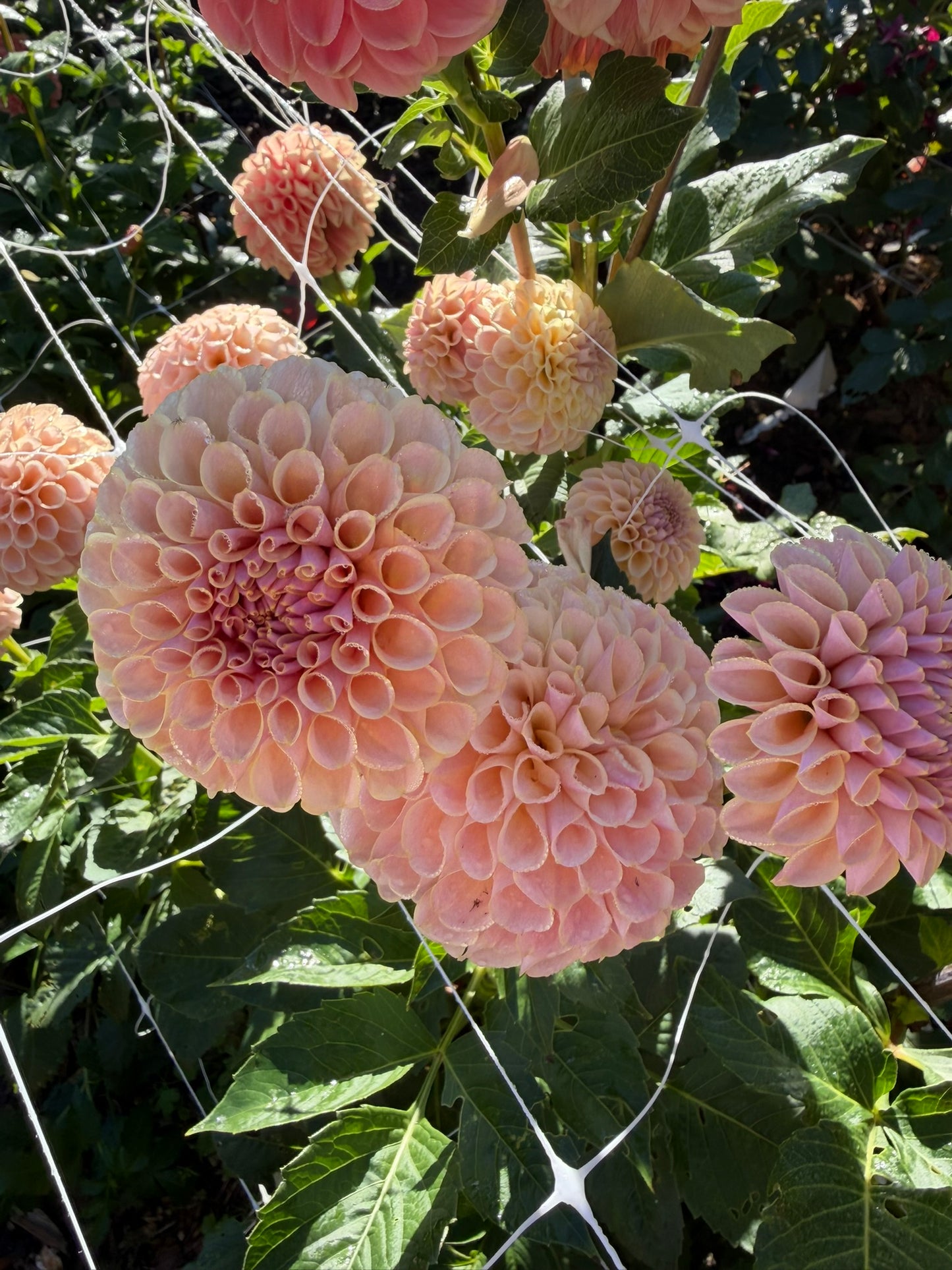 KA's® Cinder Rose