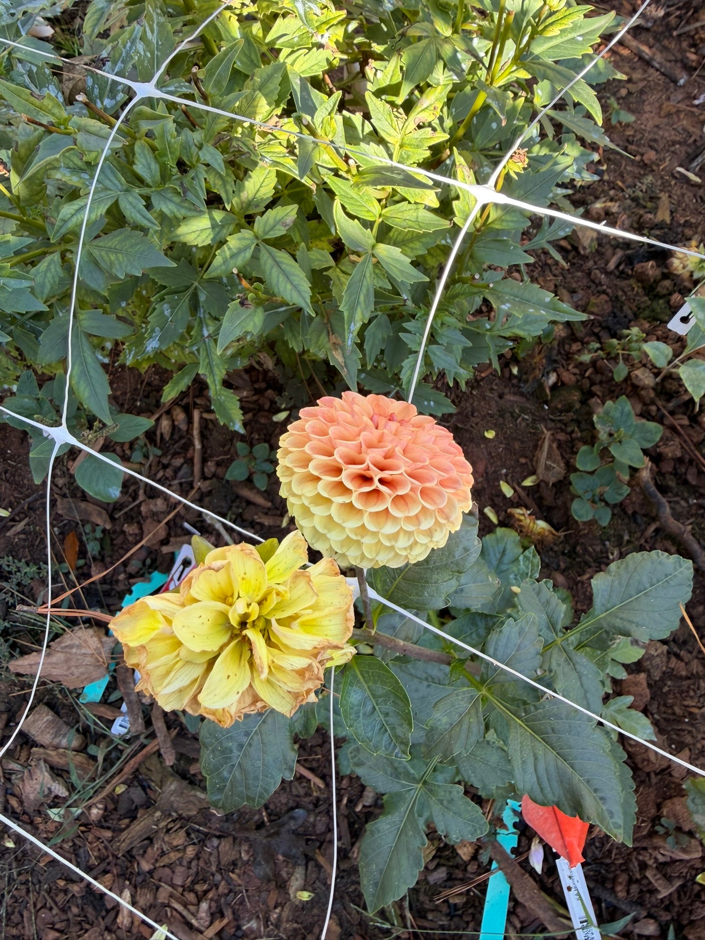 KA's® Honeycomb