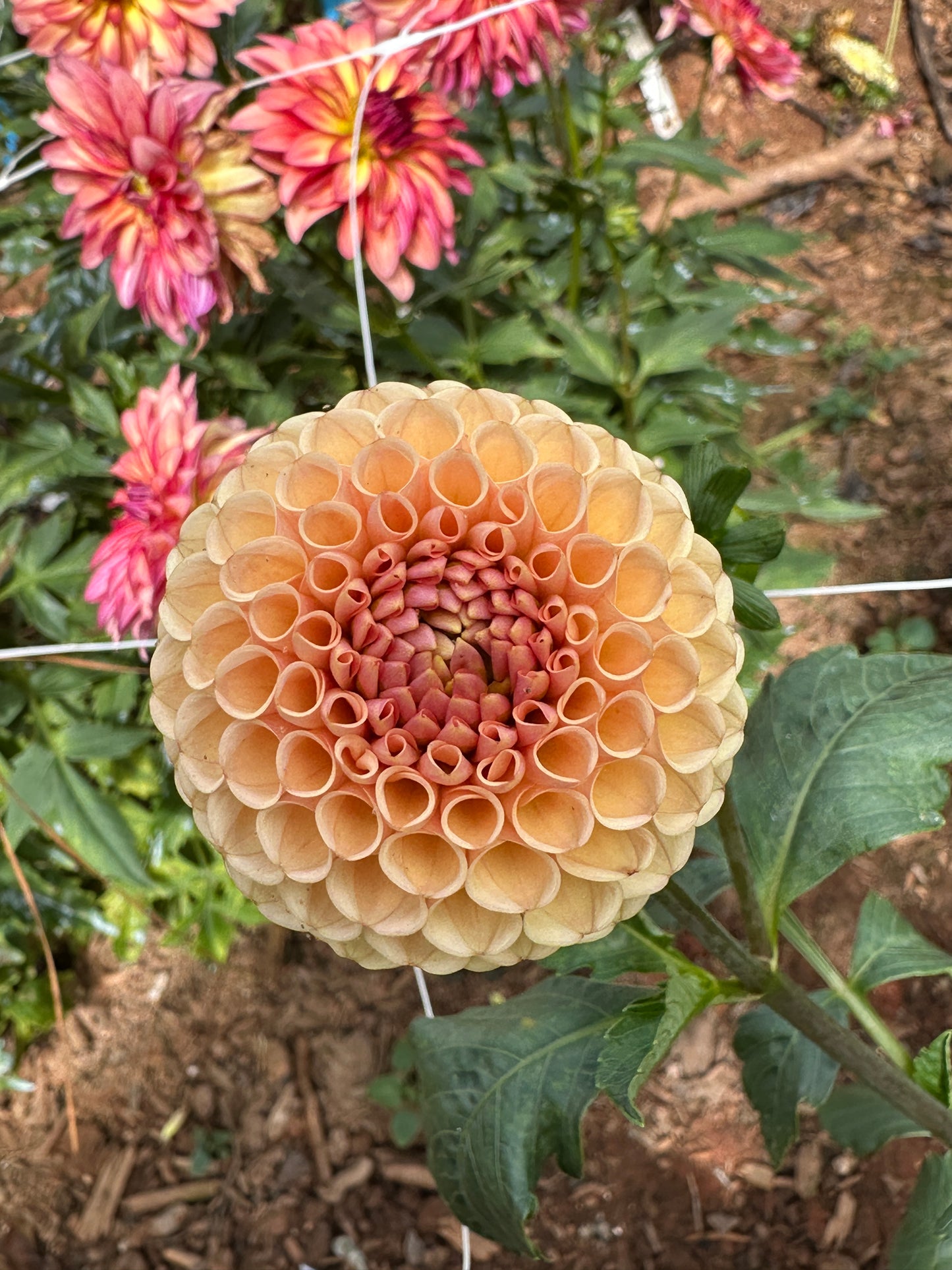 KA's® Honeycomb