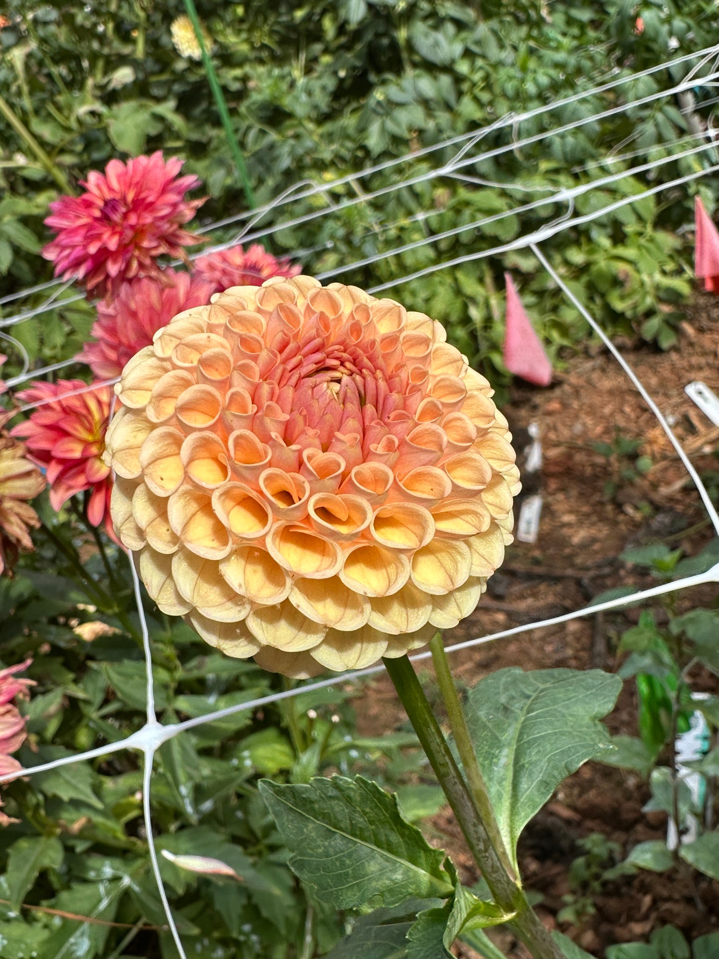 KA's® Honeycomb