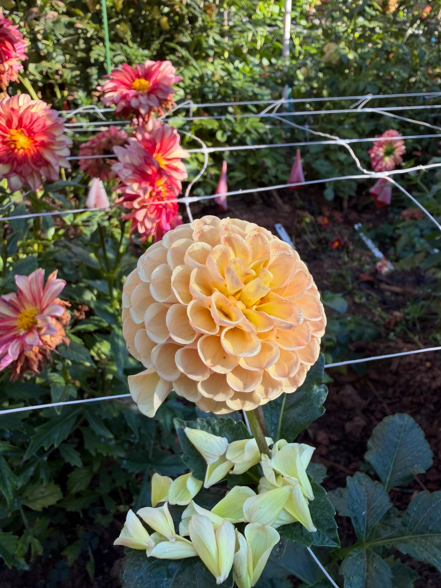 KA's® Honeycomb