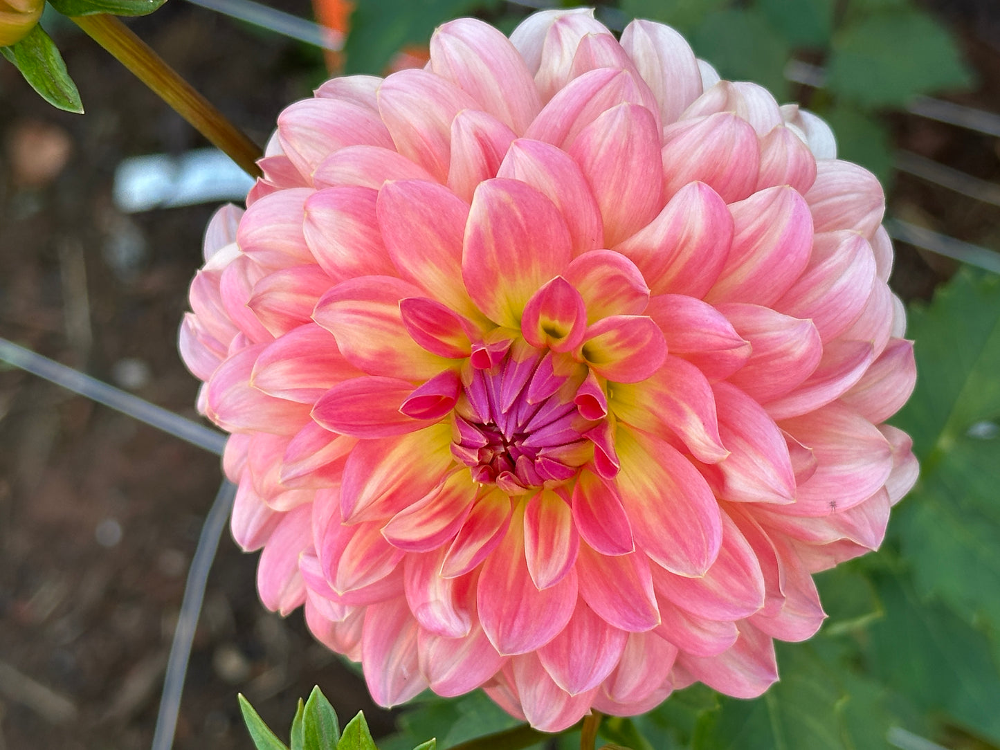 KA's® Jubilee