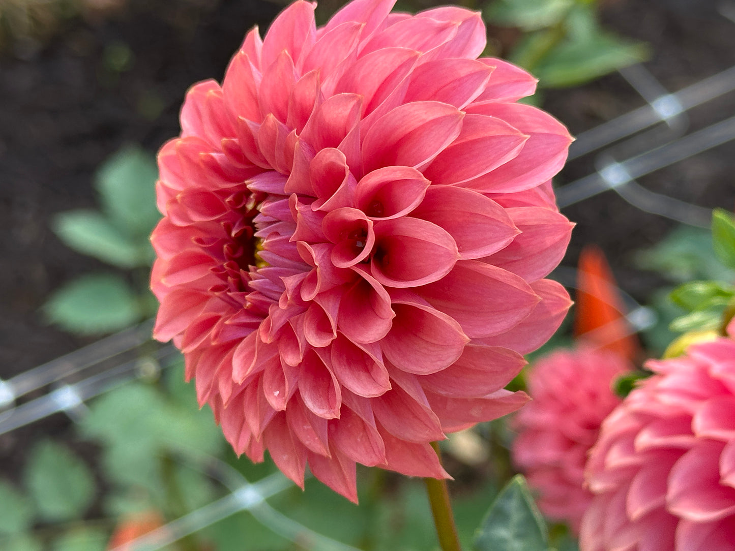 KA's® Keltie Rose