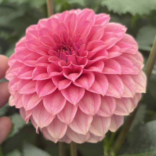 KA's® Keltie Rose