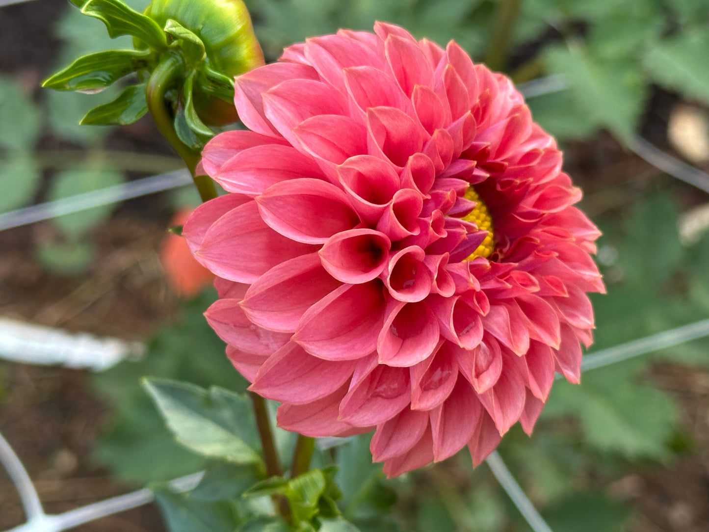 KA's® Keltie Rose