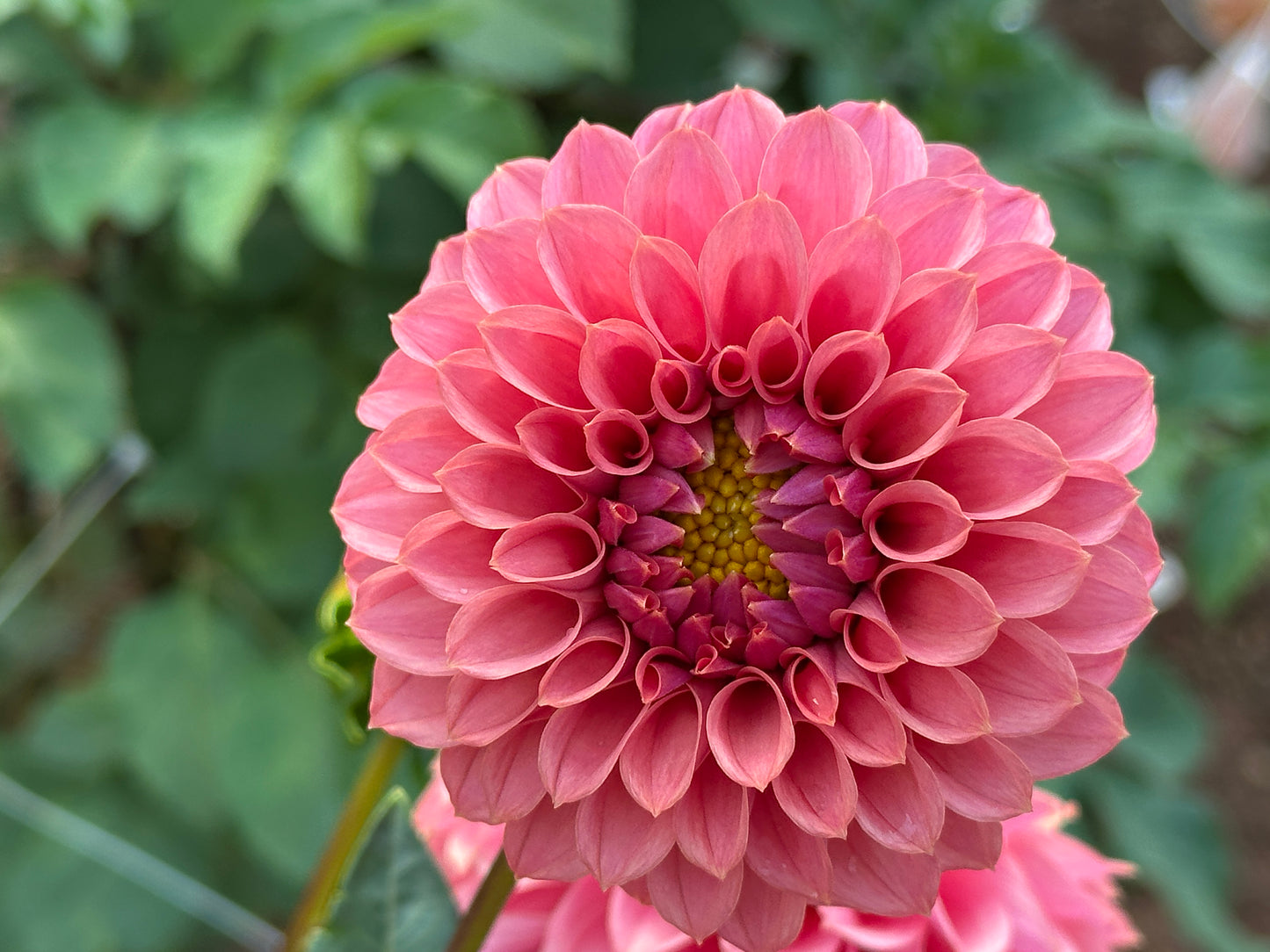 KA's® Keltie Rose
