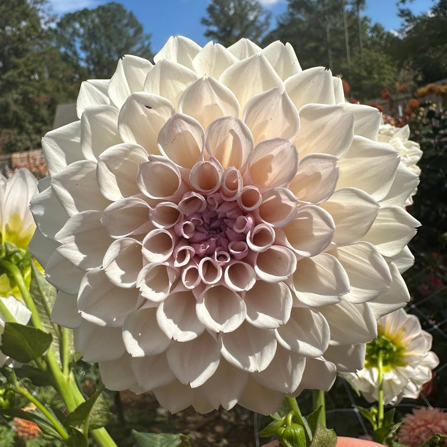 KA's® Pearl