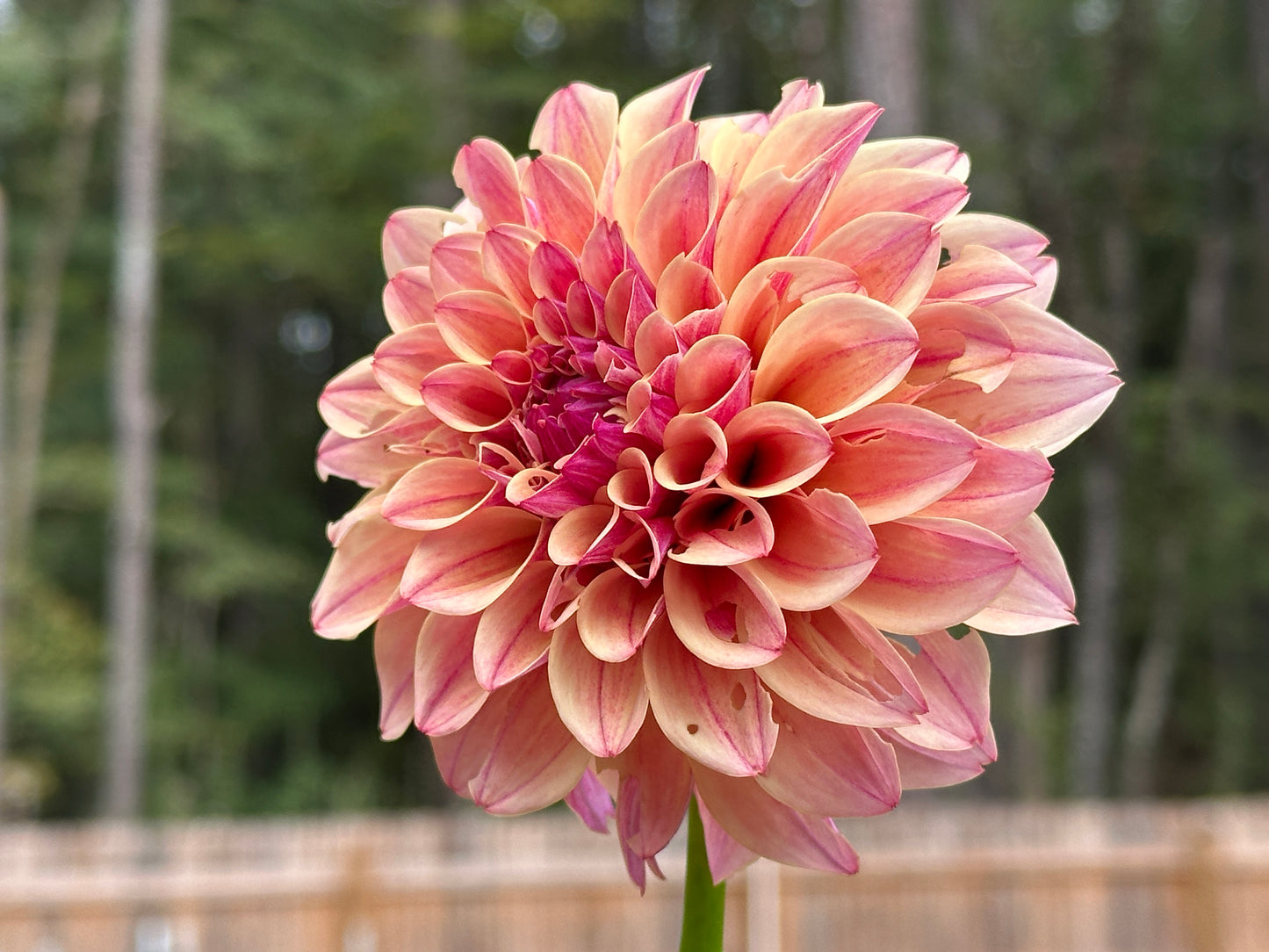 KA's® Rhubarb