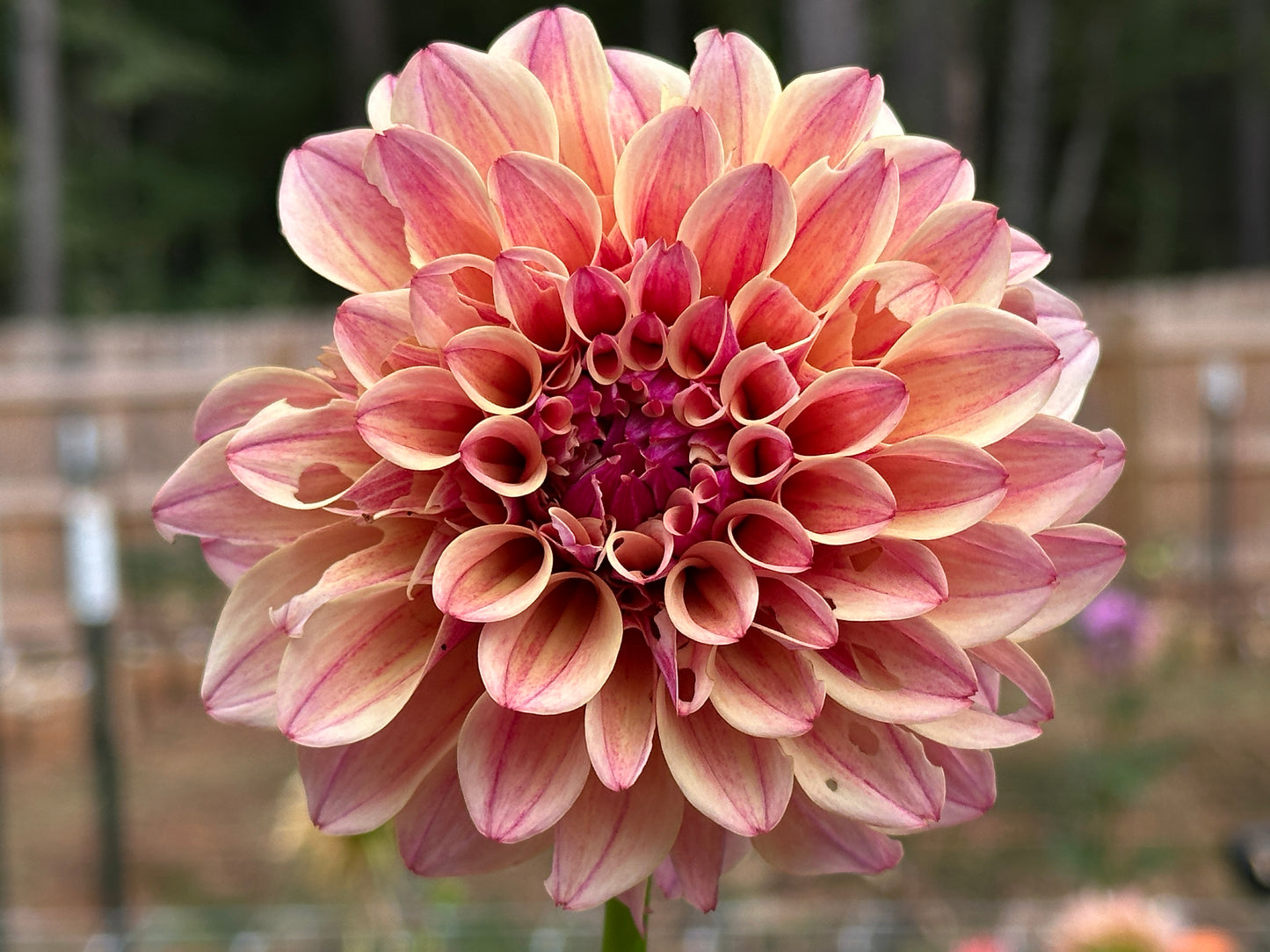 KA's® Rhubarb