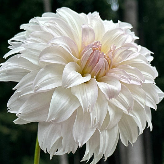 KA's® Chiffon