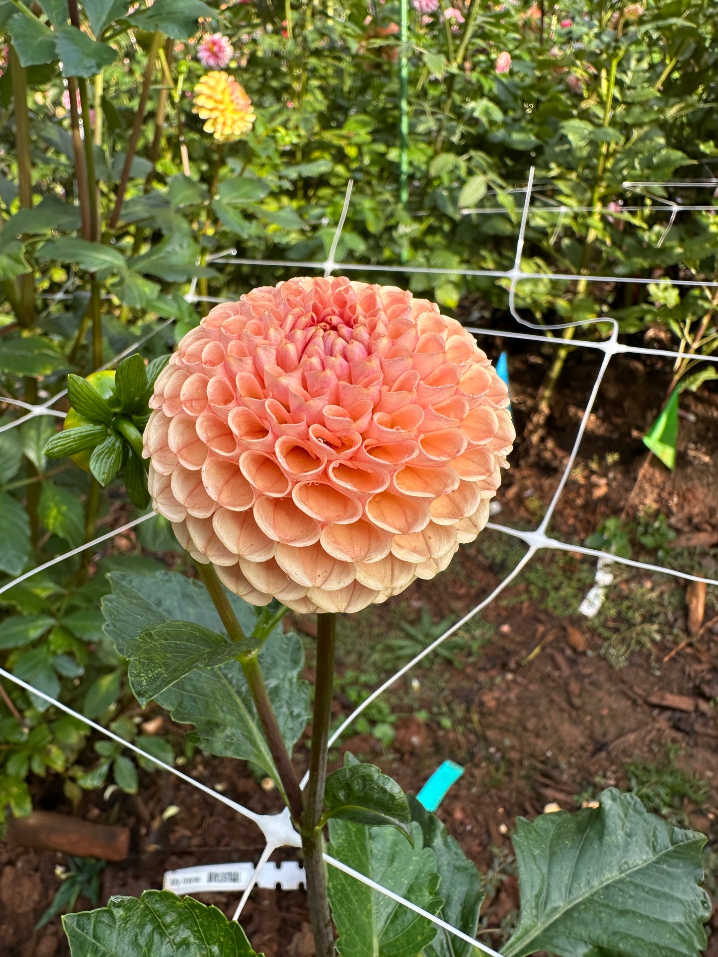 KA's® Honeycomb