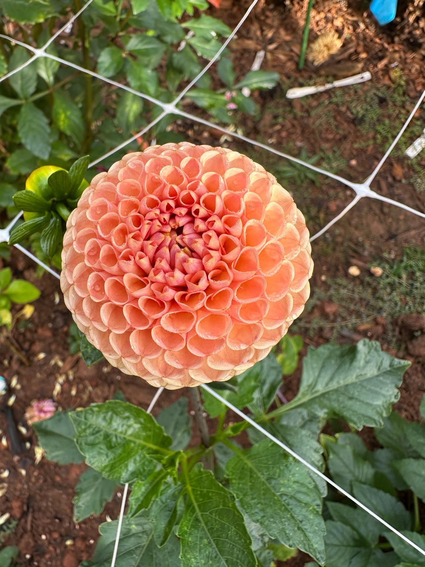 KA's® Honeycomb