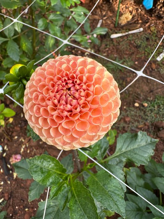 KA's® Honeycomb