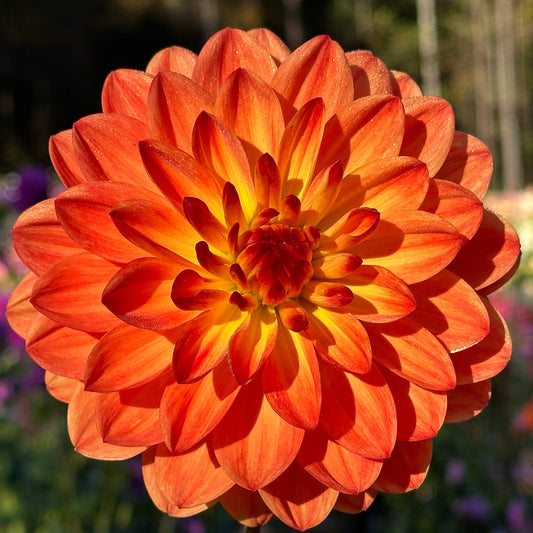 Ken's Flame