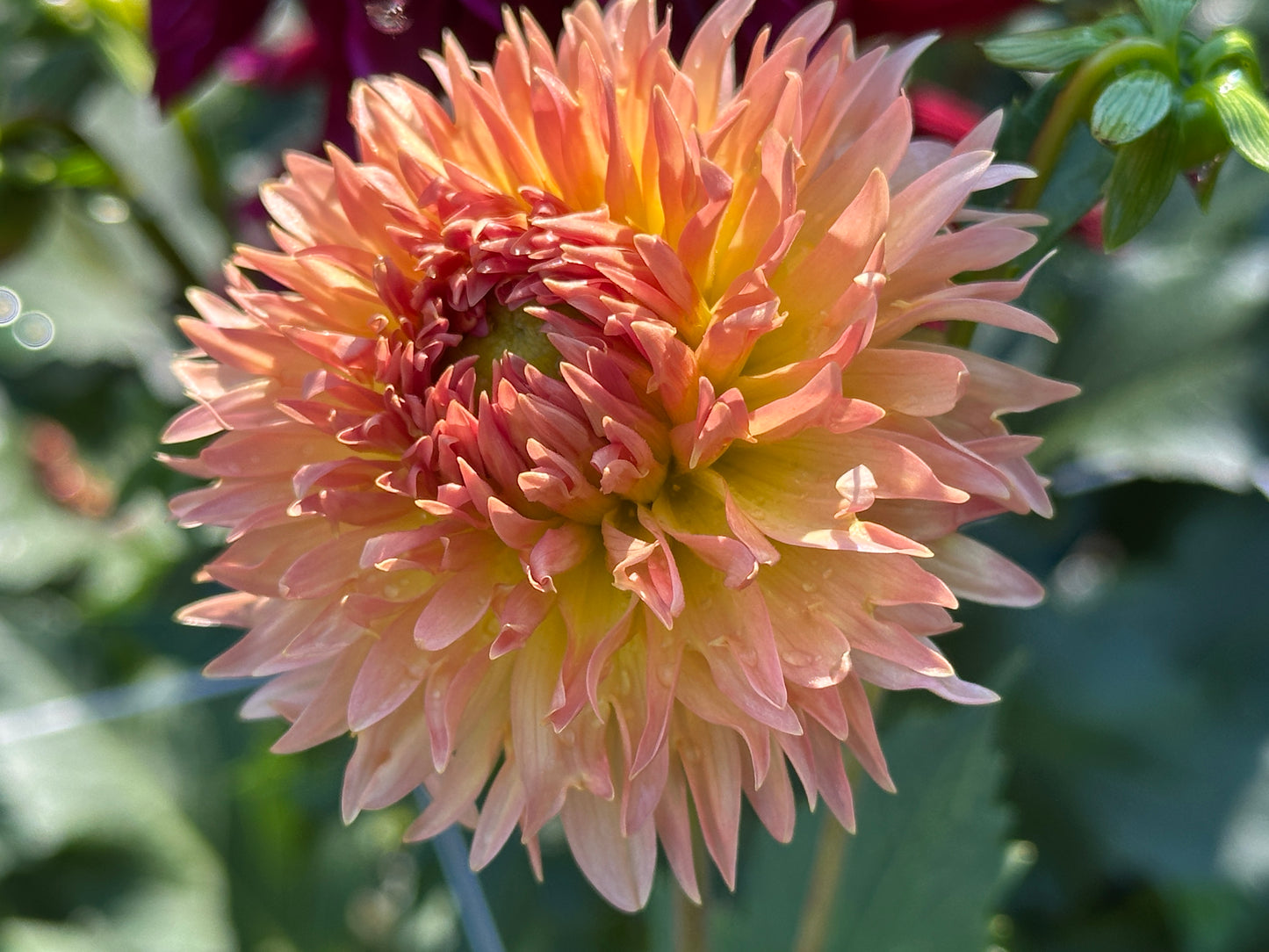 Lakeview Peach Fuzz
