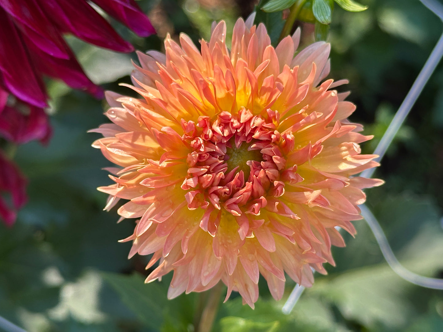 Lakeview Peach Fuzz