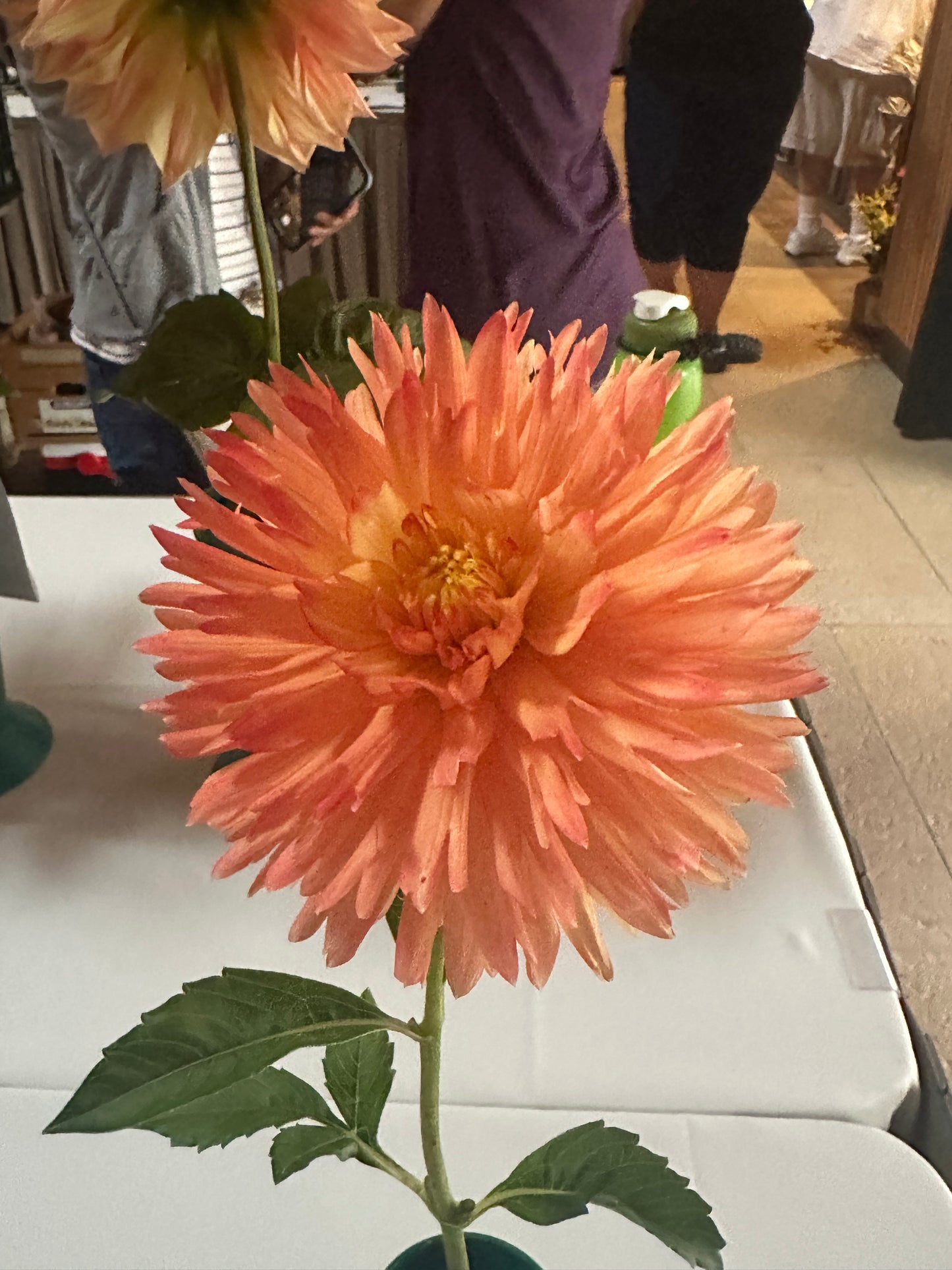 Lakeview Peach Fuzz