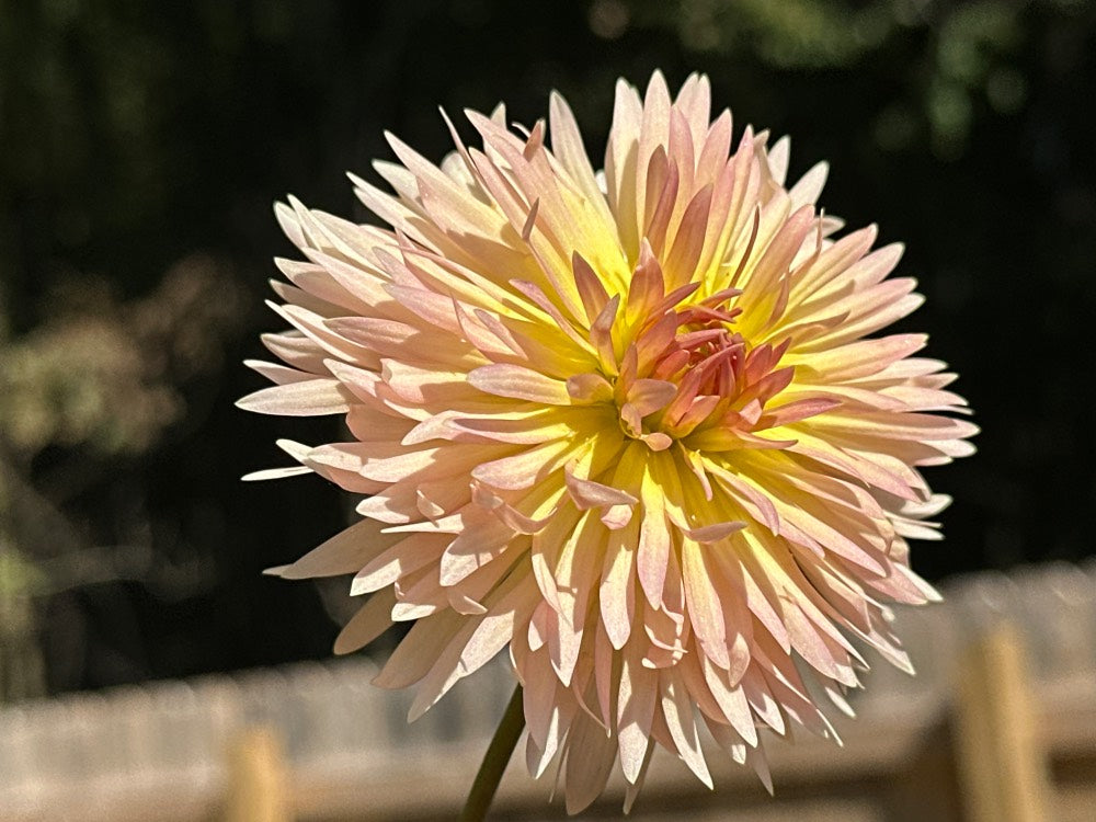 Lakeview Peach Fuzz