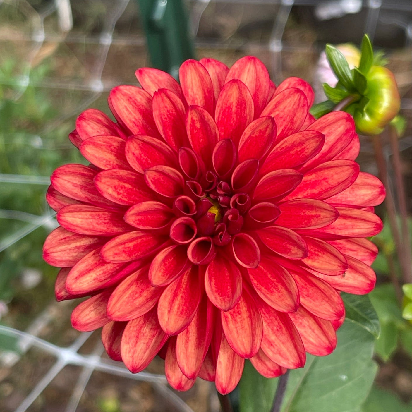 Lee's Ember
