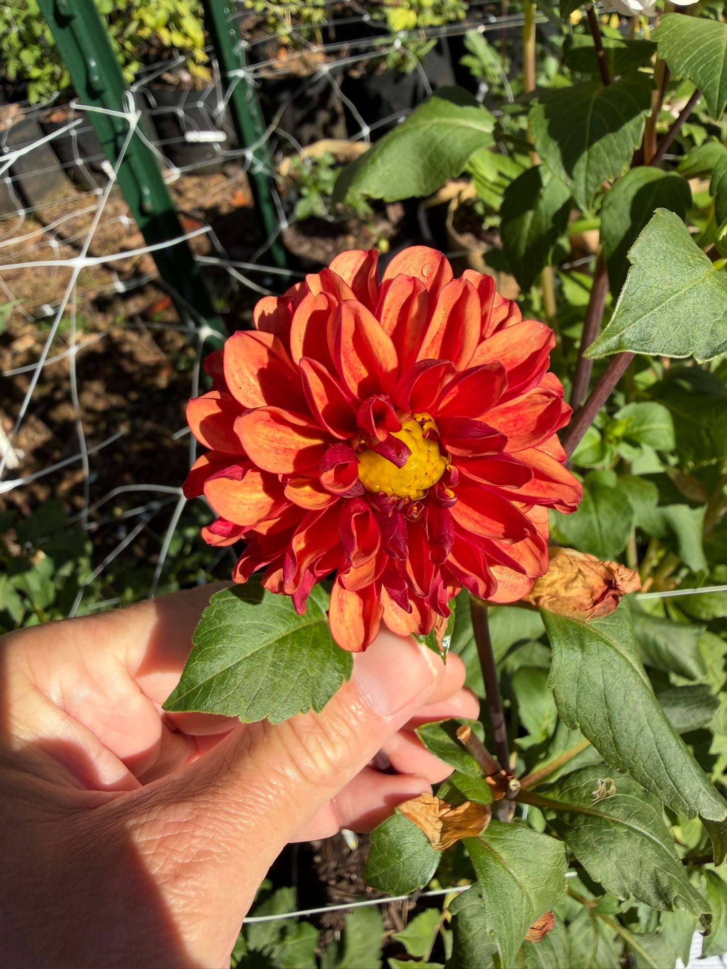 Lee's Ember