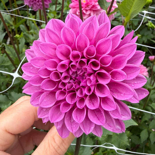 Lee's Flute Loop Lavender