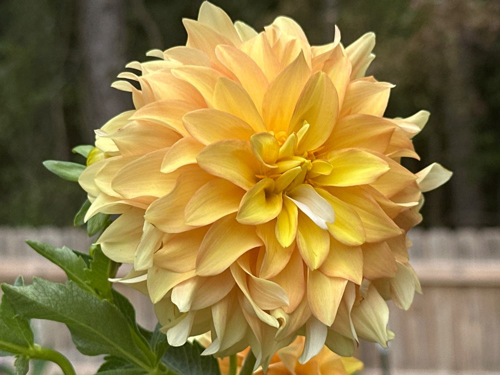 Lee's Golden Ruffle