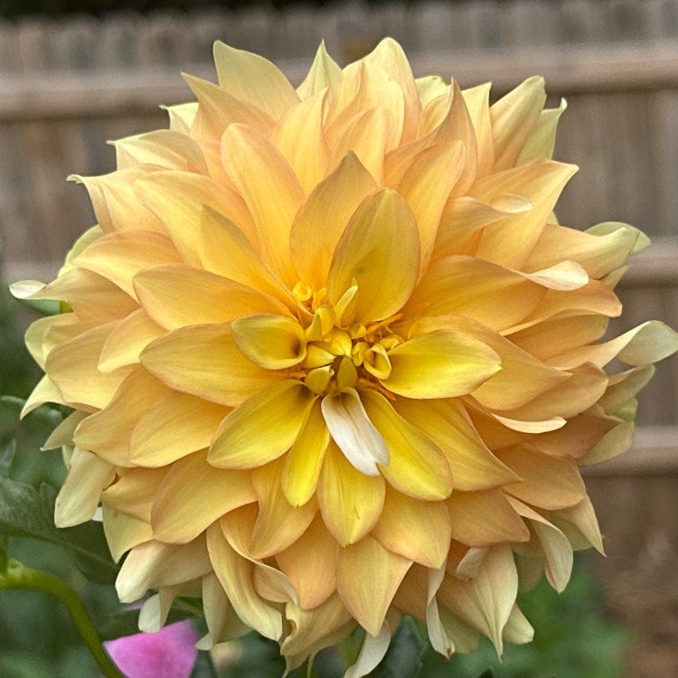 Lee's Golden Ruffle