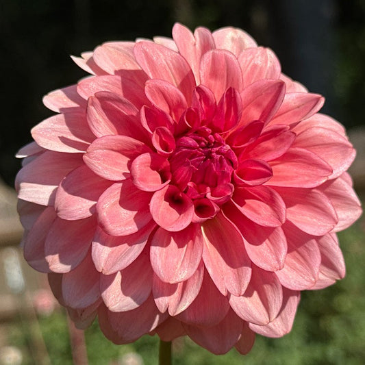Lee's Mauva Guava