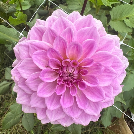 Lee's Provence