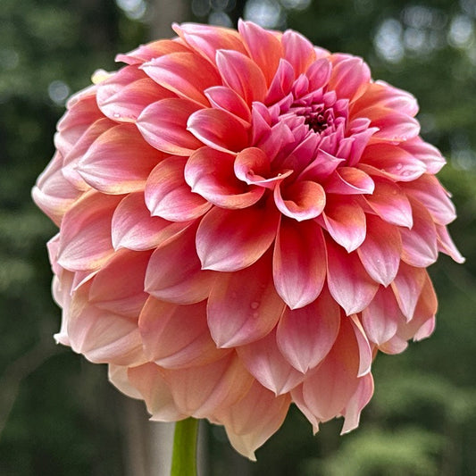 Lee's Serendipity