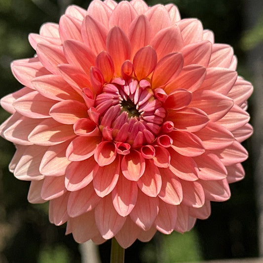 Lee's Zesty Peach