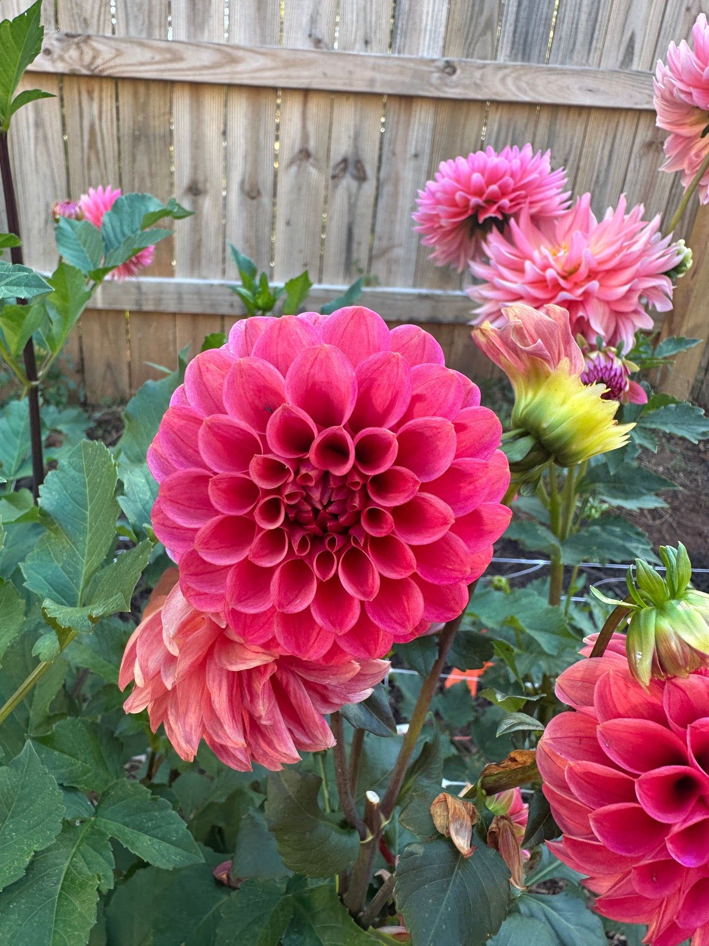 Levi's Melon
