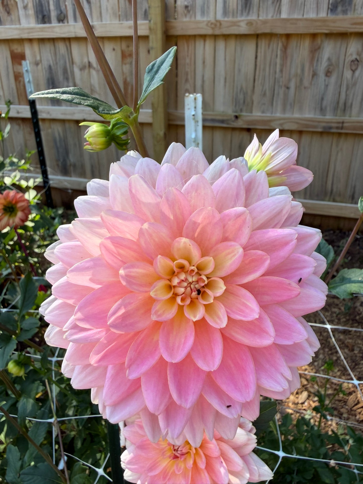 Lotus Linda