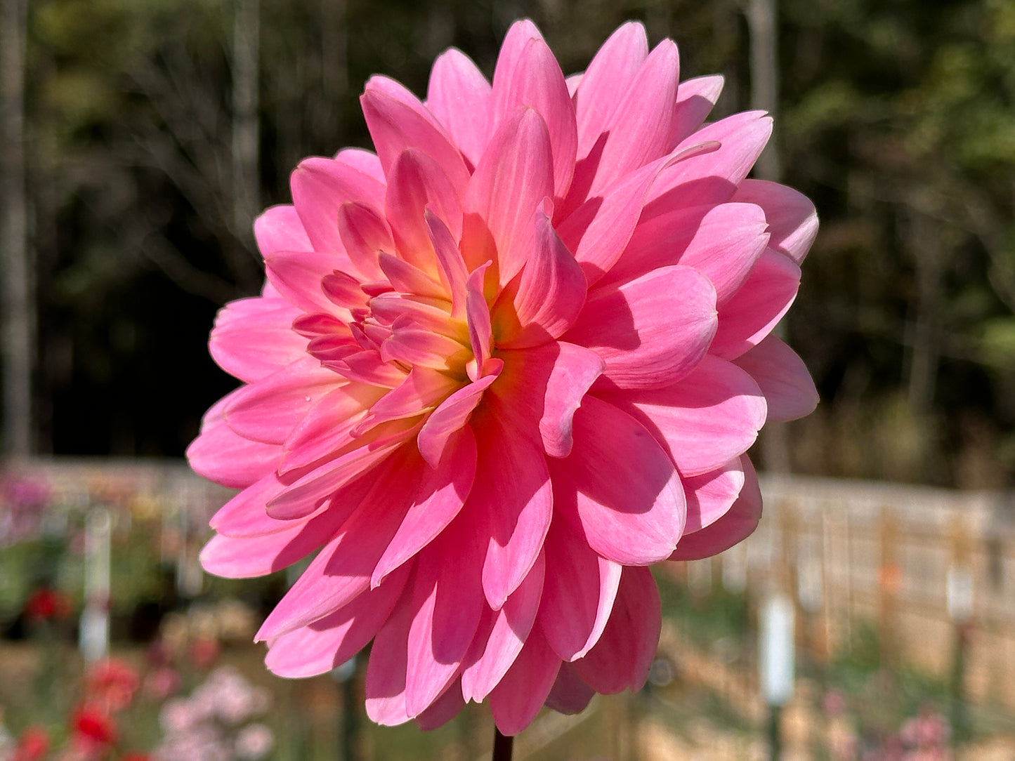 Lotus Linda