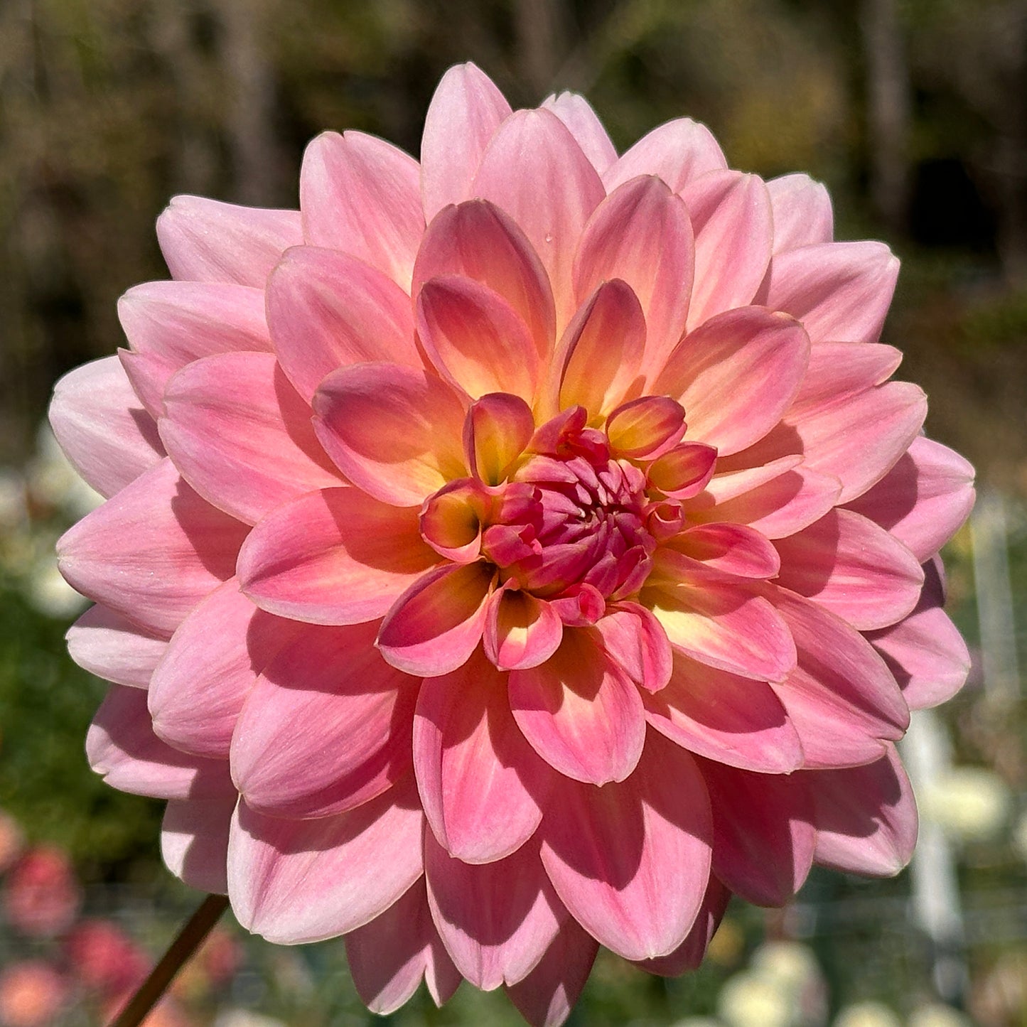 Lotus Linda