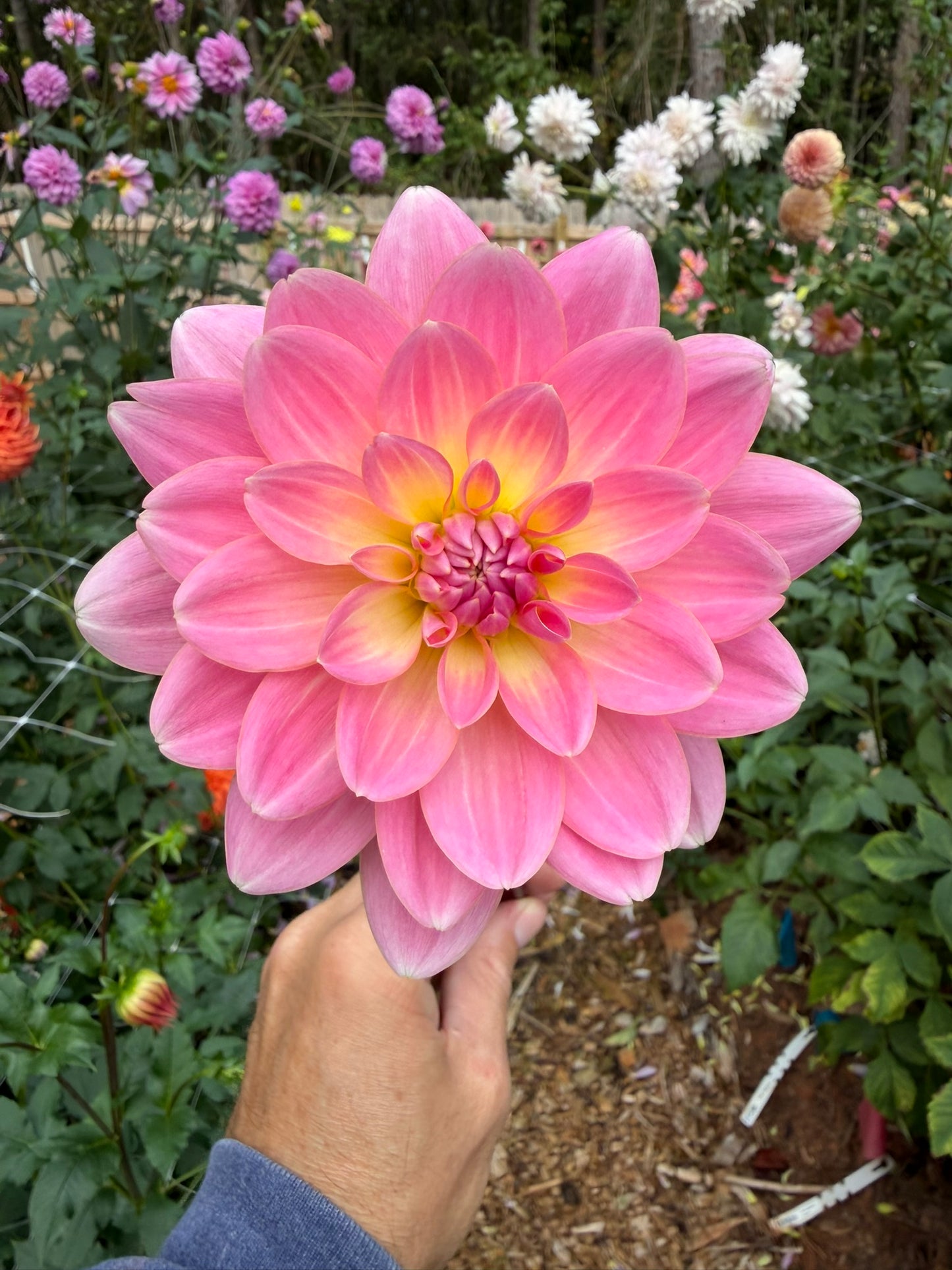 Lotus Linda