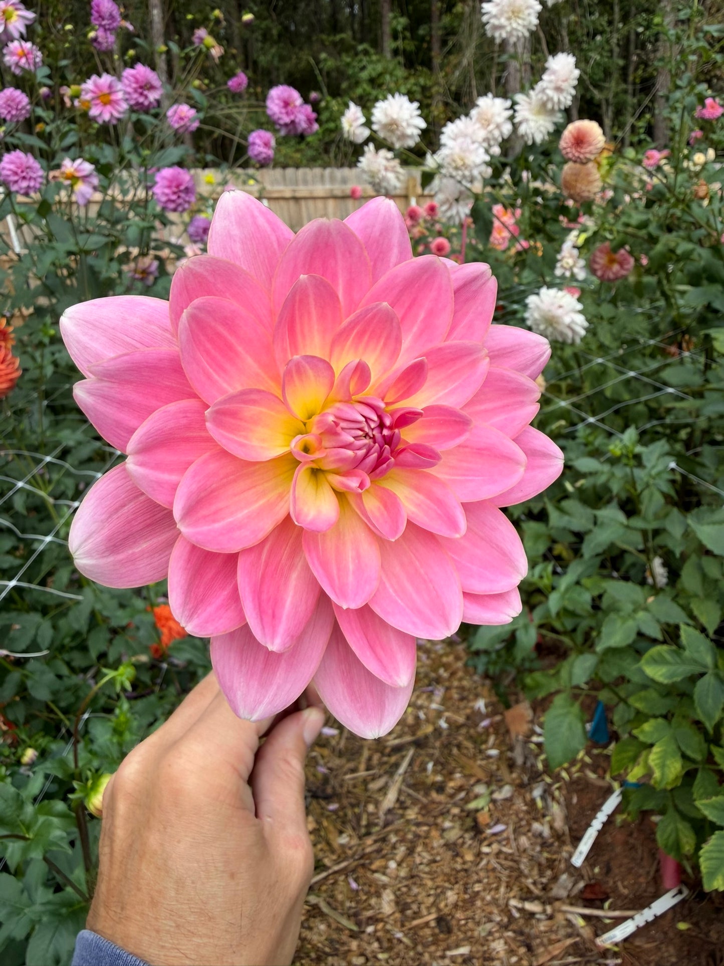 Lotus Linda