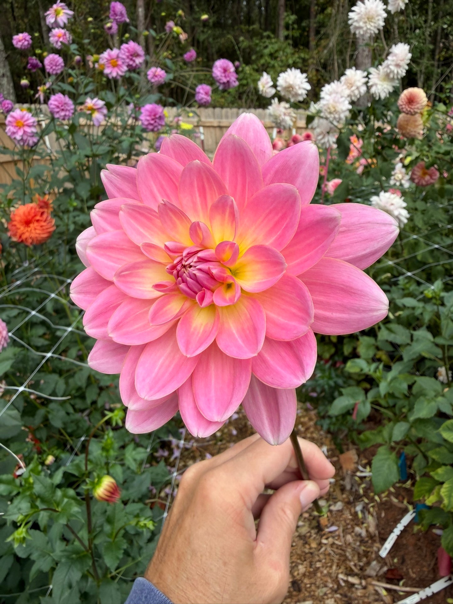 Lotus Linda