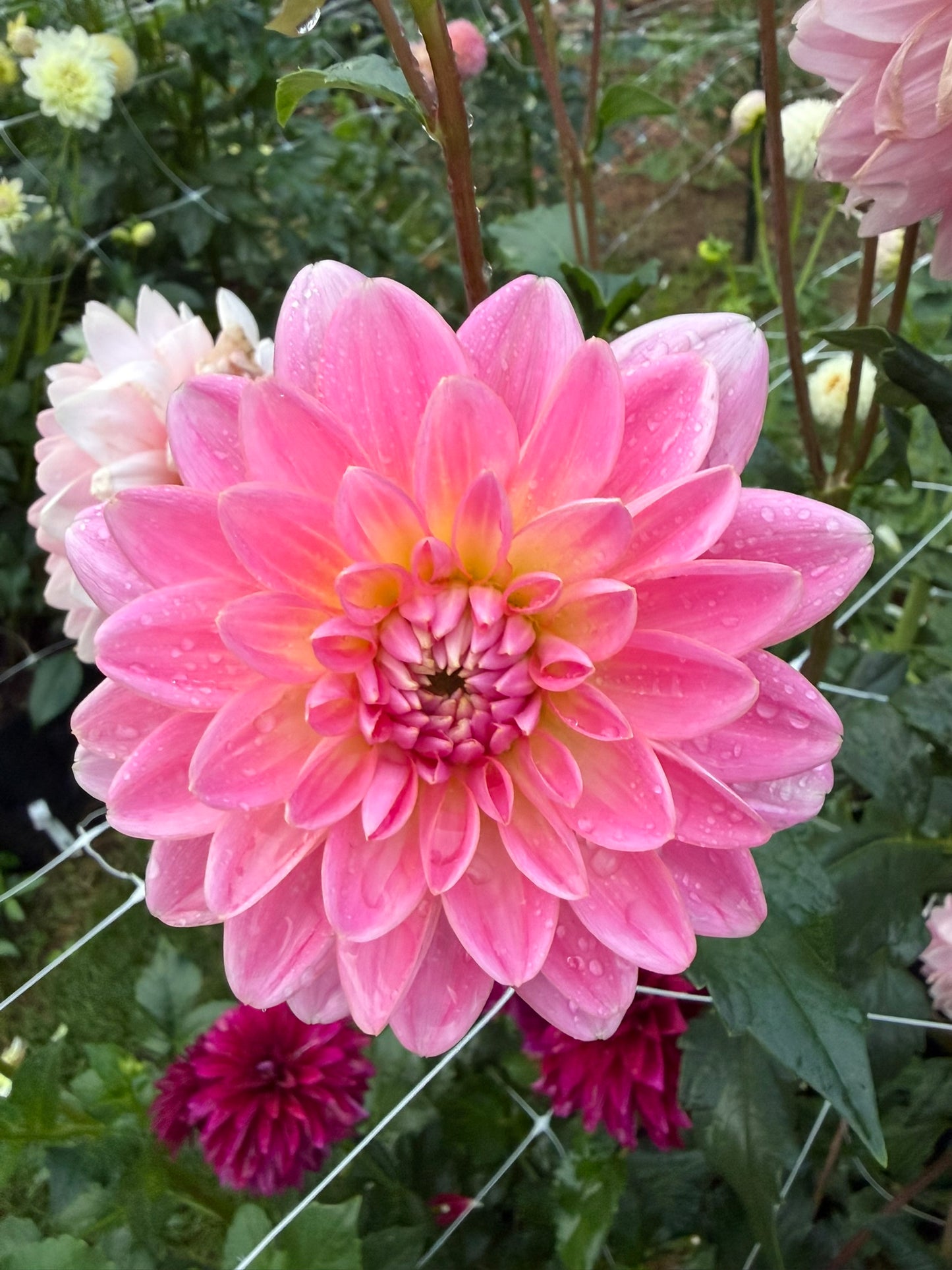 Lotus Linda