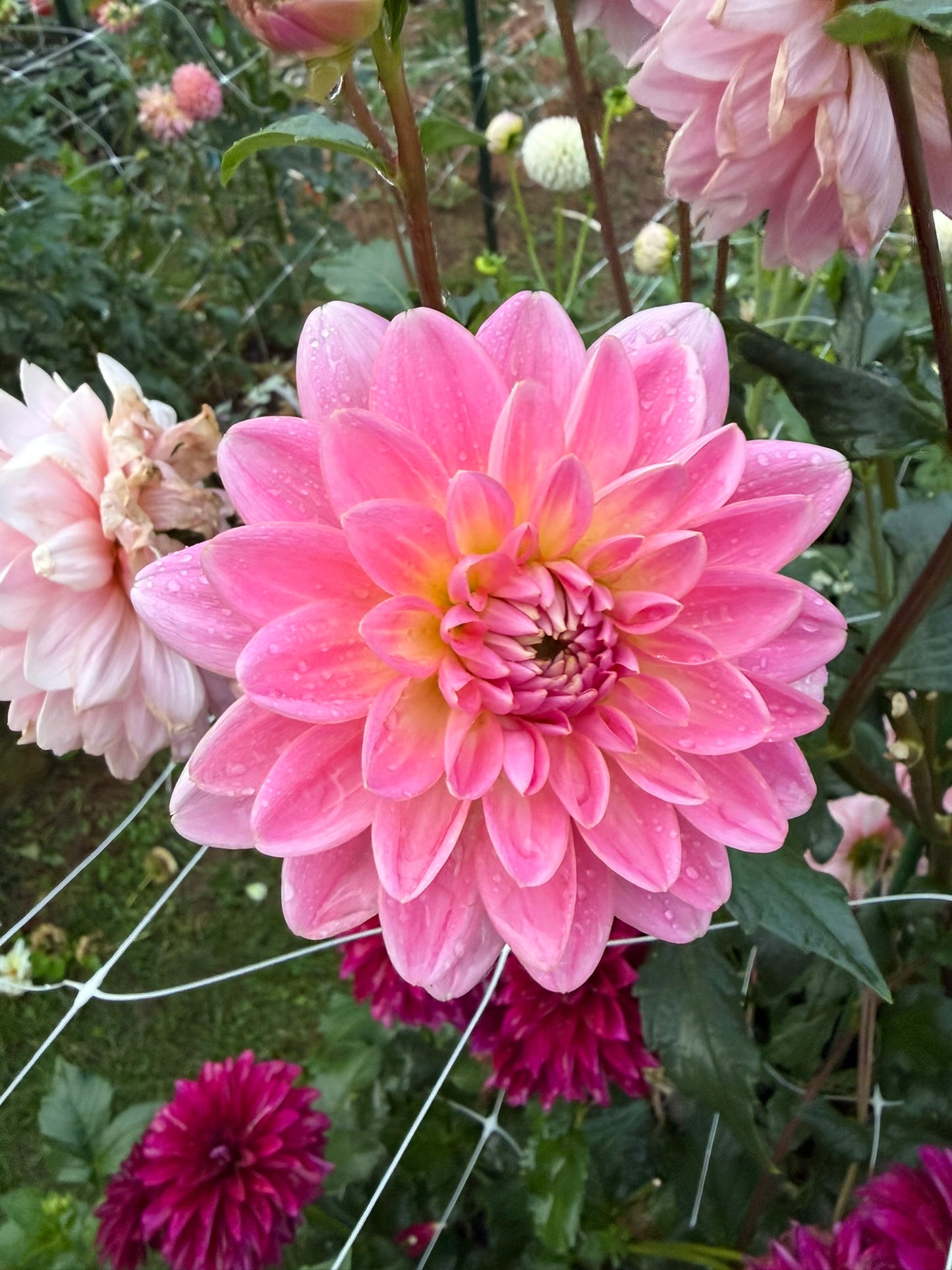 Lotus Linda
