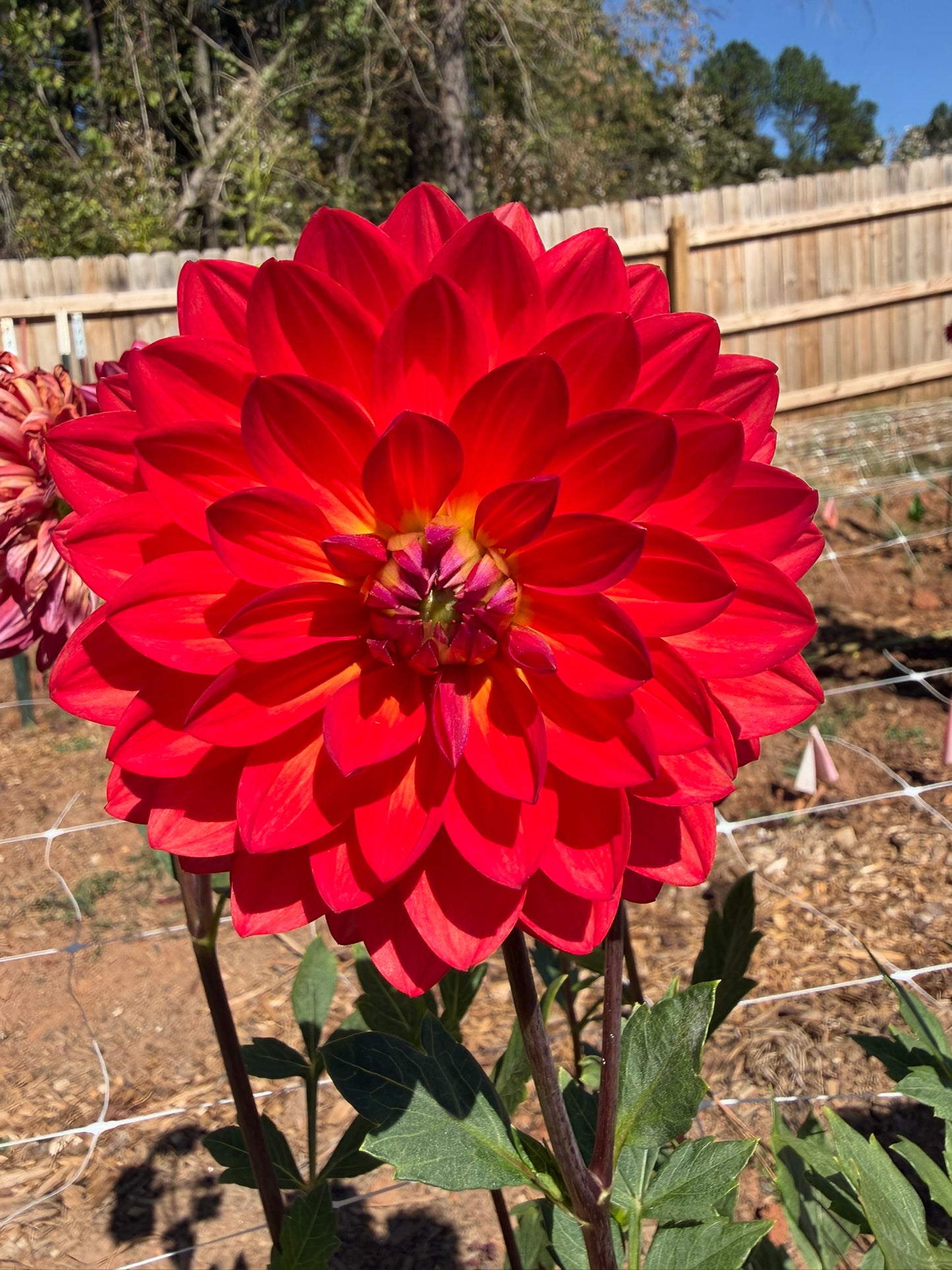 Maks Royal Ruby