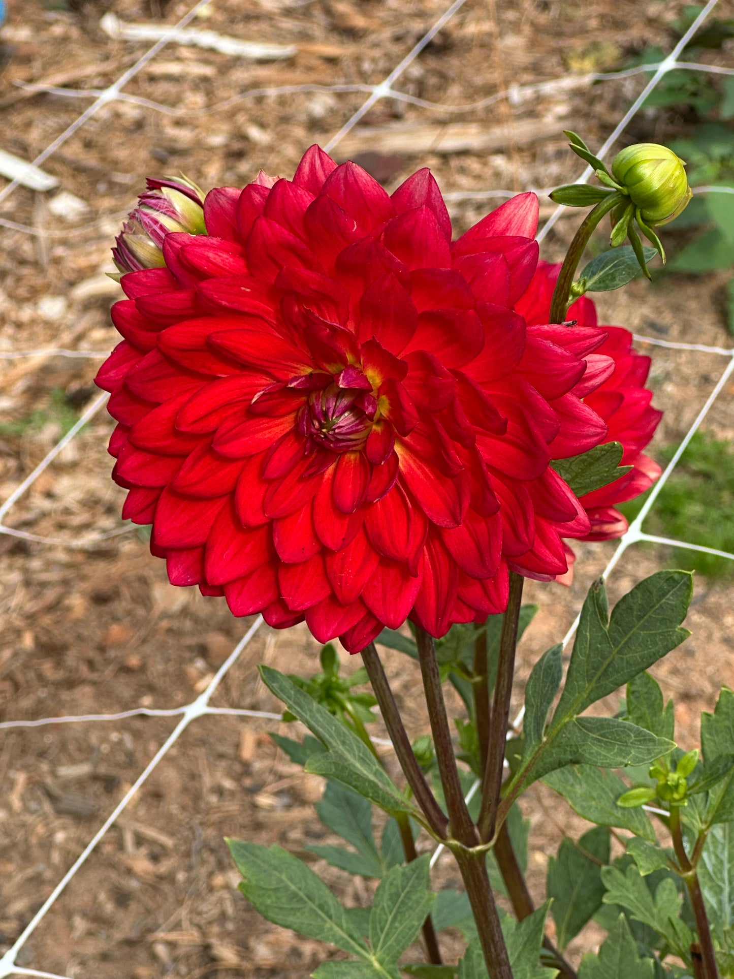 Maks Royal Ruby