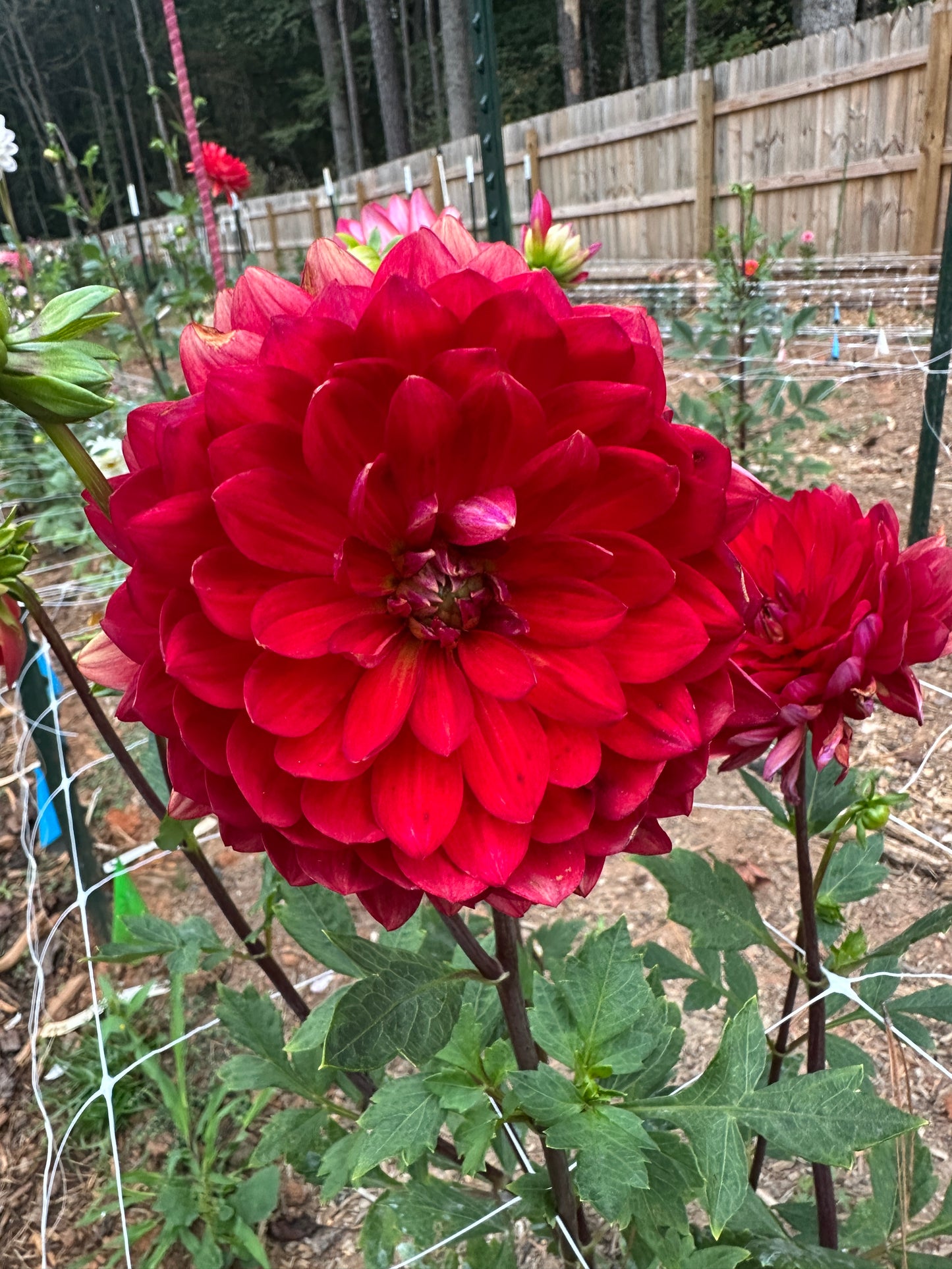 Maks Royal Ruby