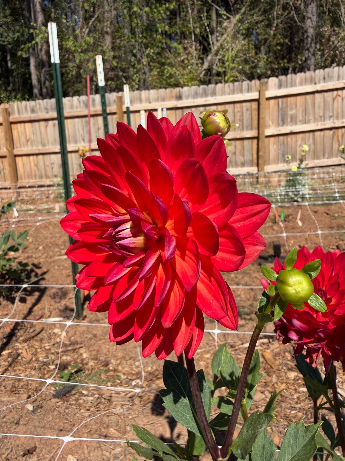 Maks Royal Ruby